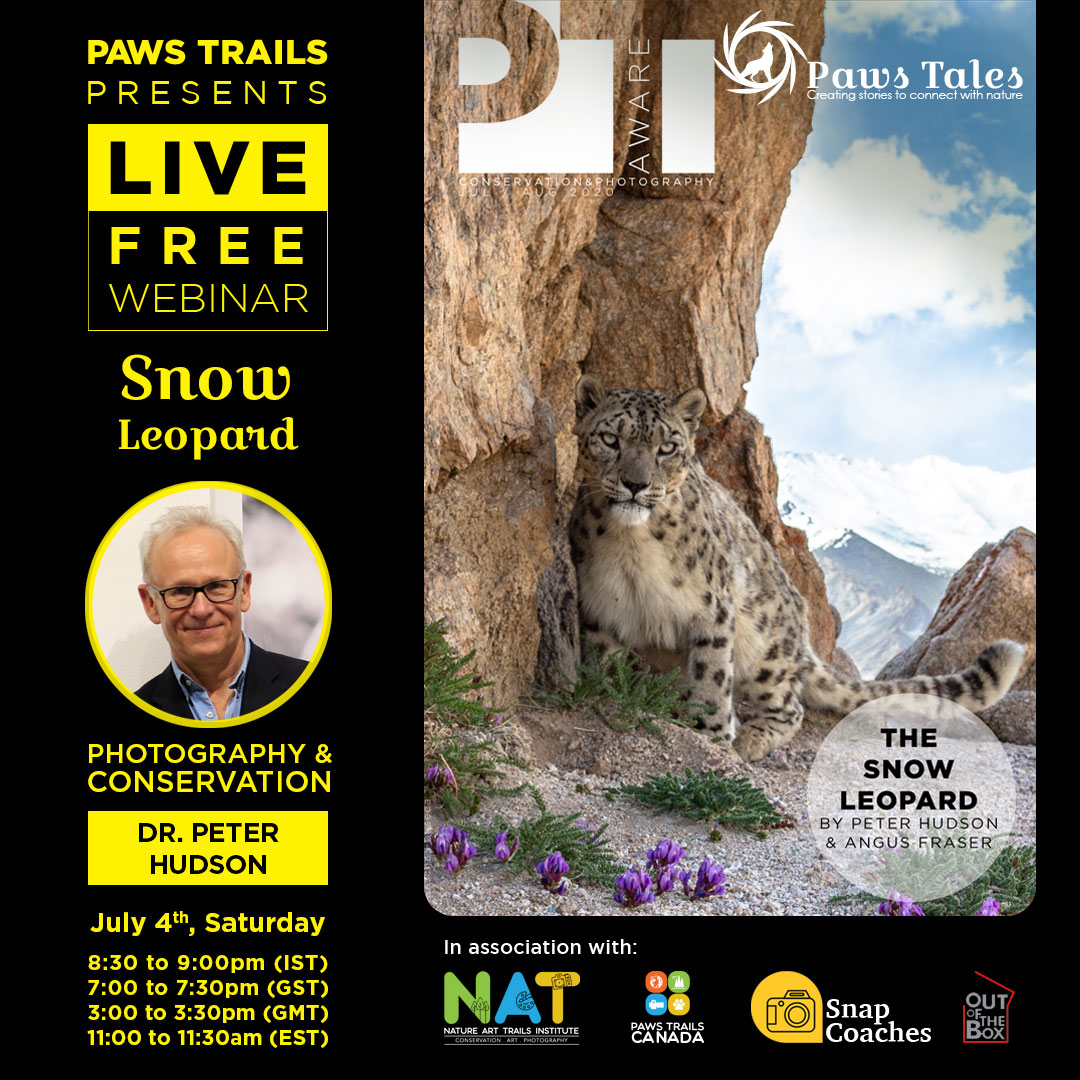 Snow leopard - Photography & Conservation - Paws Trails 